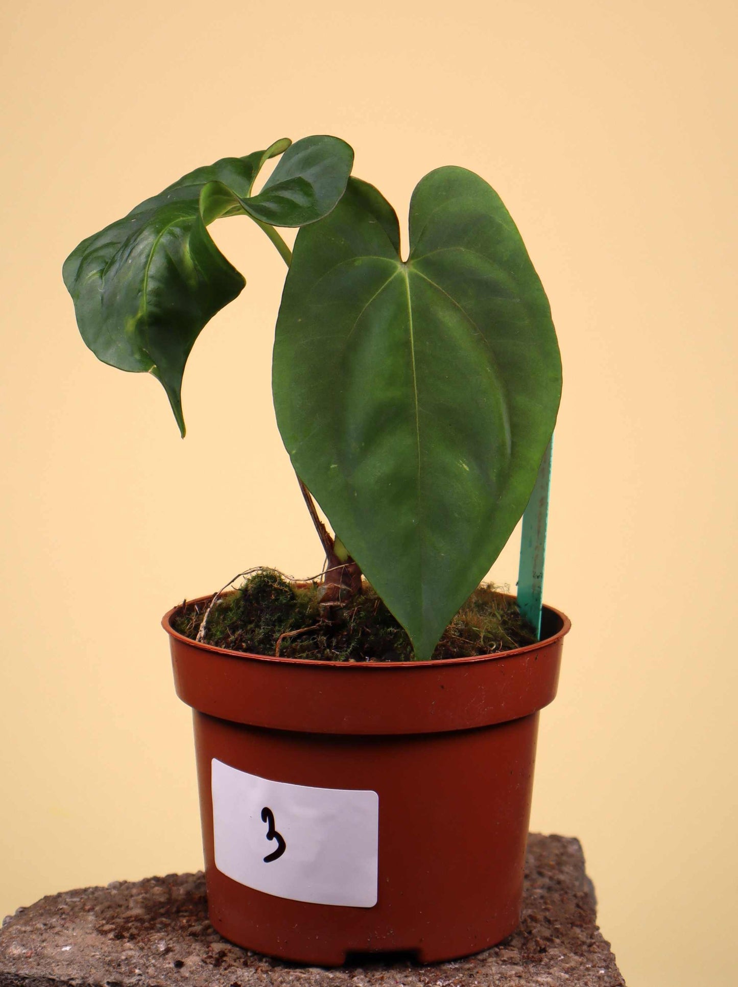 Anthurium papillaminum