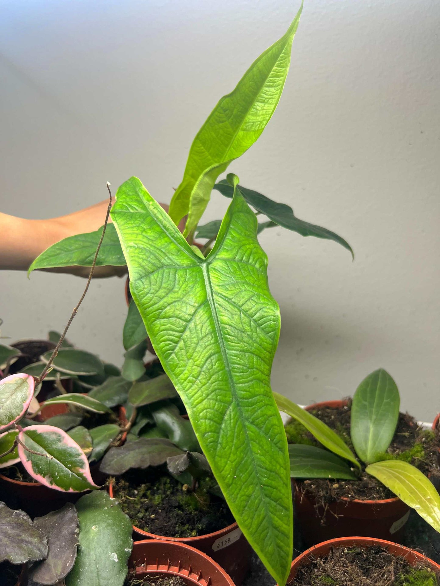 Alocasia sp. sulawesi 'green carpet'