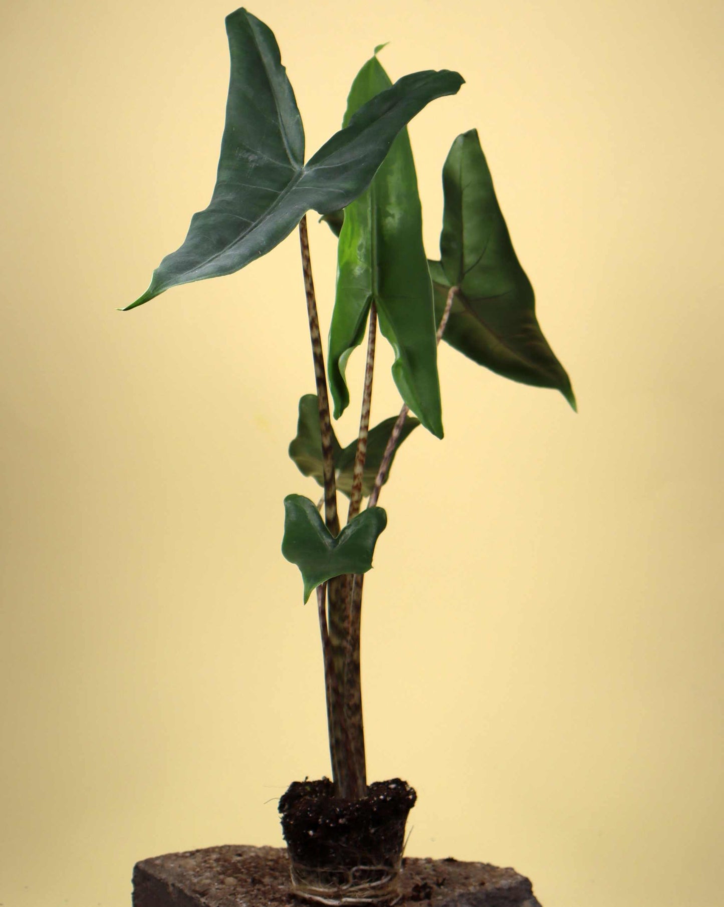 Alocasia zebrina 'Zebrasköld'