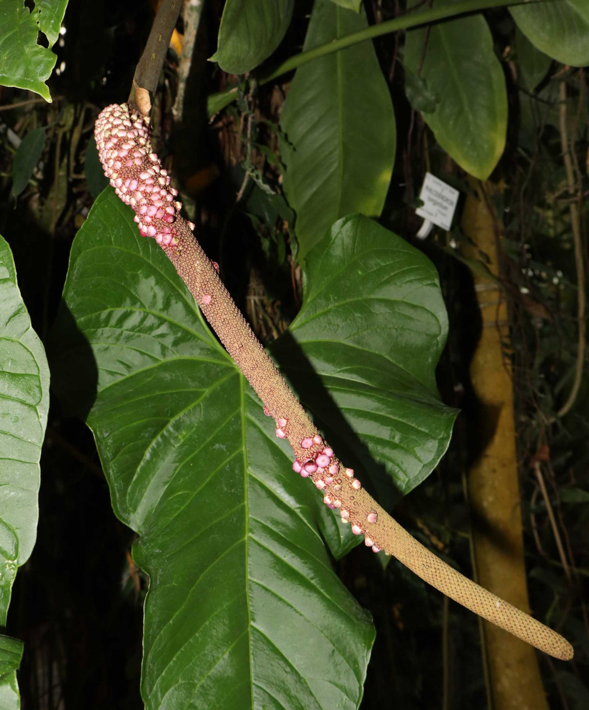Anthurium balaoanum
