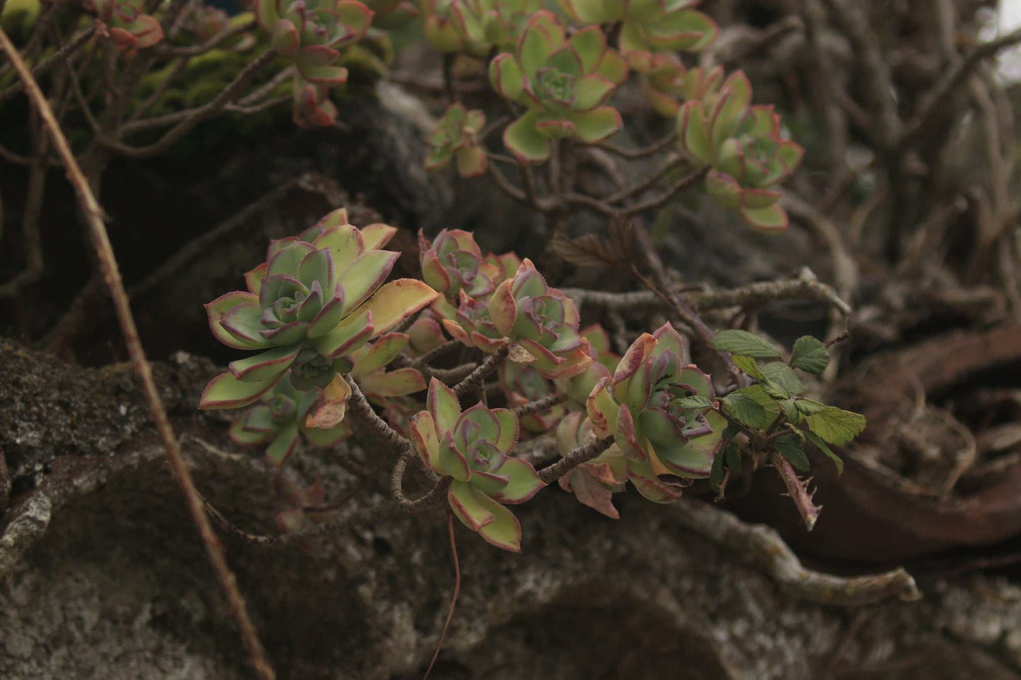 Aeonium 'florescens' | Trädtaklök