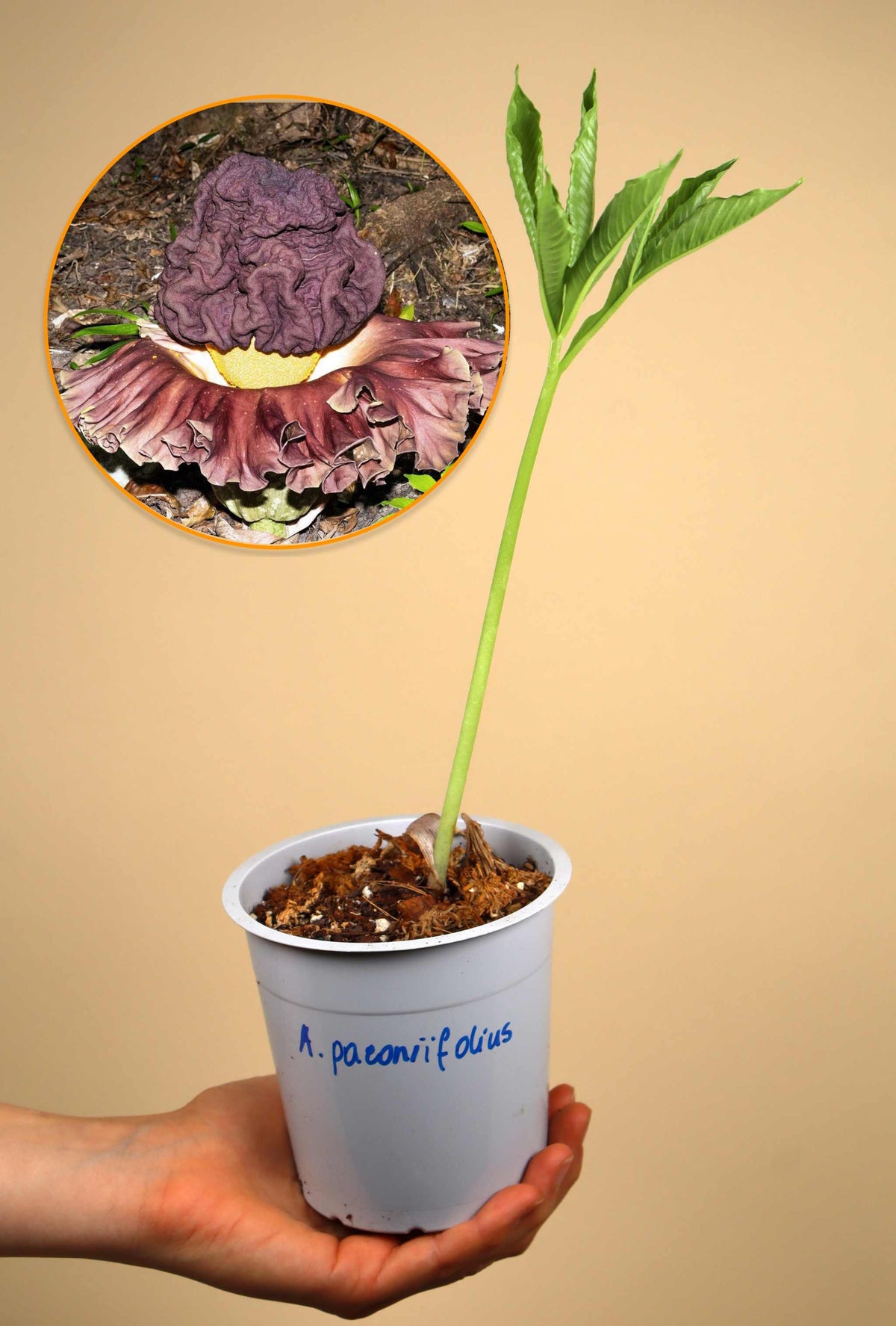 Amorphophallus paeoniifolius | Elephant Foot Yam