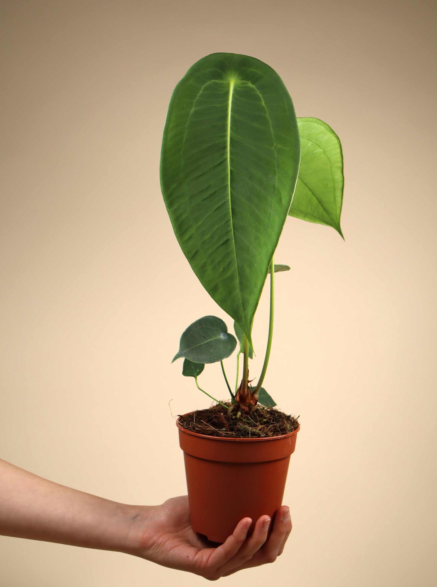 Anthurium peltigerum