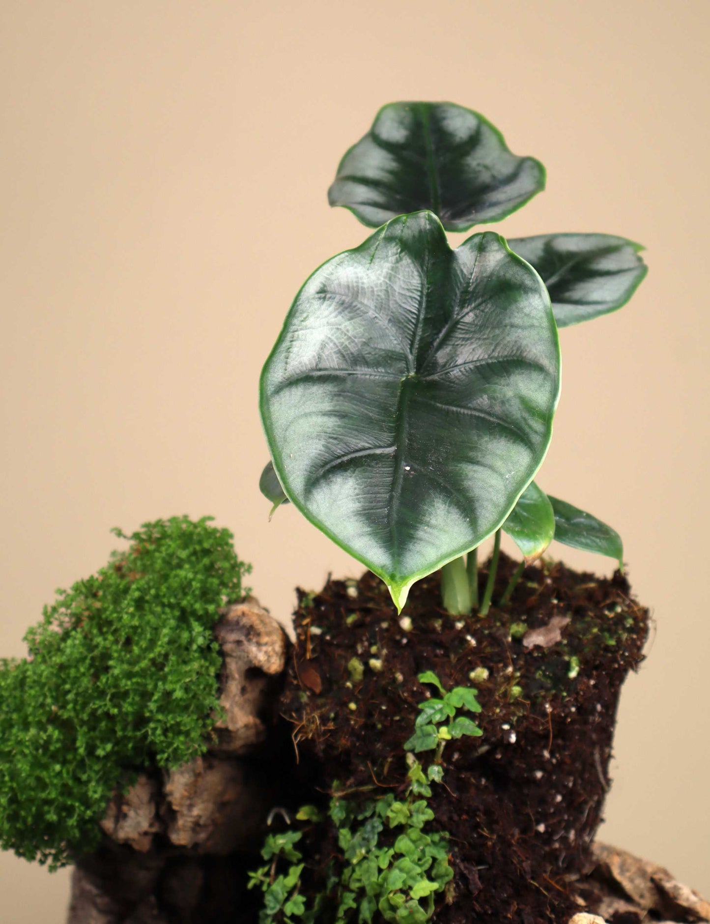 Alocasia reversa