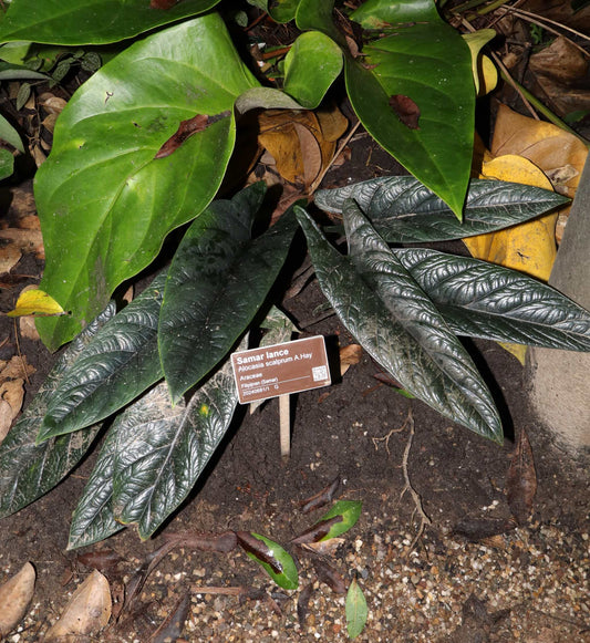 Alocasia scalprum