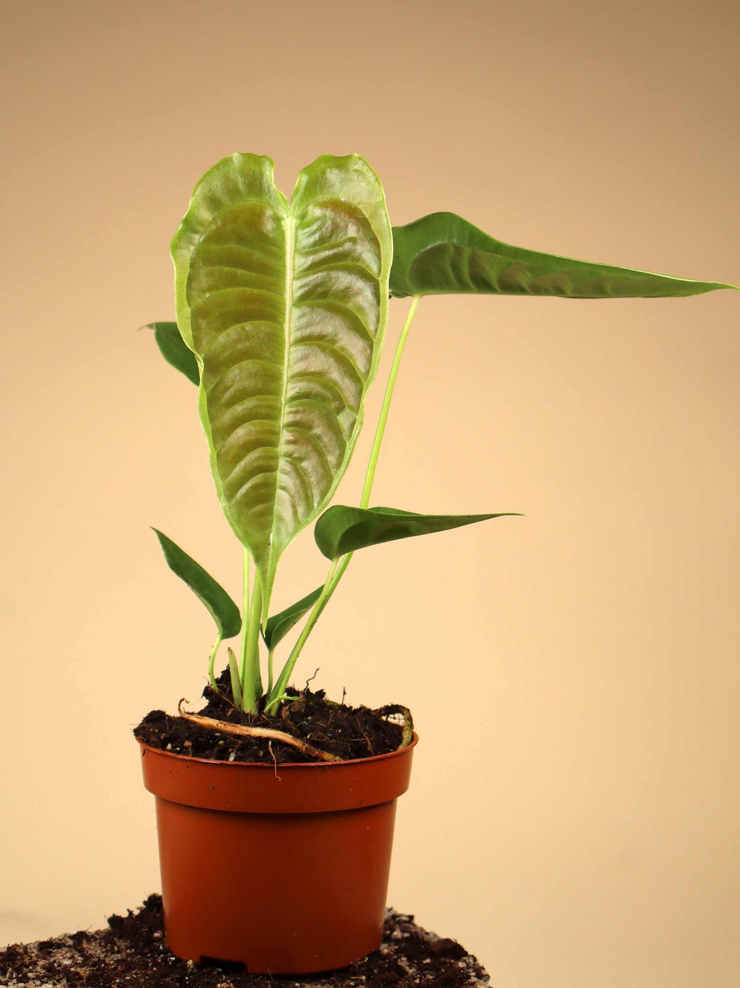 Anthurium veitchii