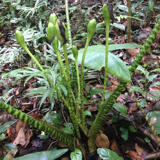 Alocasia zebrina 'Elephant ears'