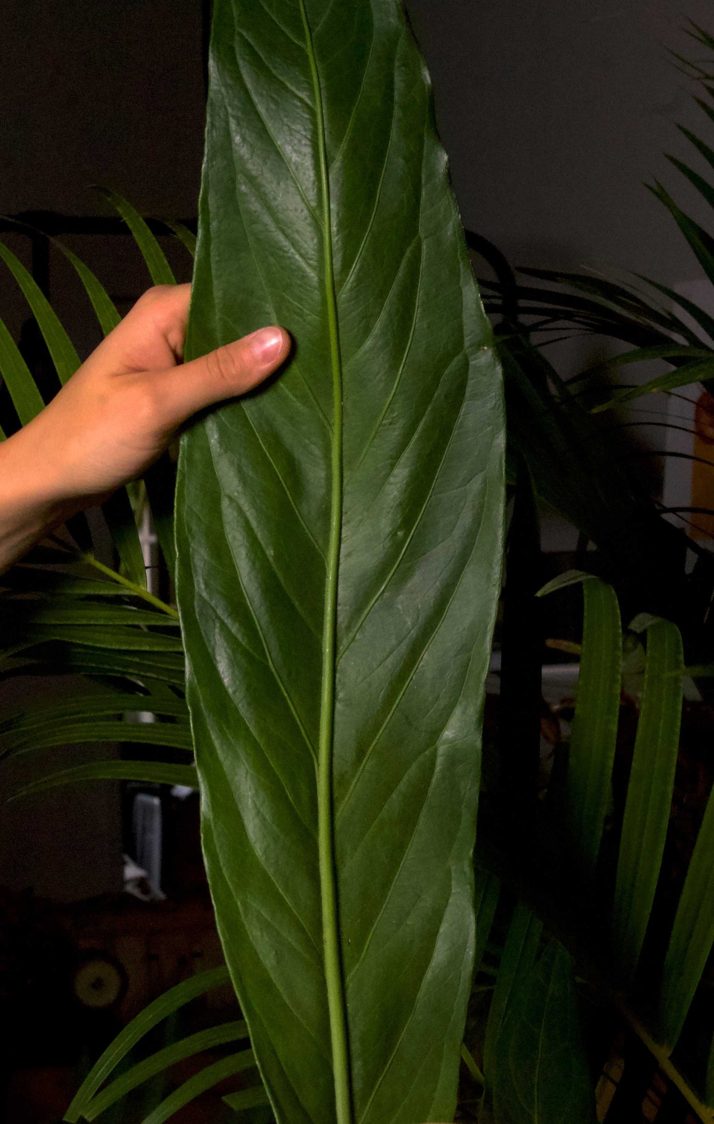 Anthurium pendulifolium x cubense 'Big Bill'