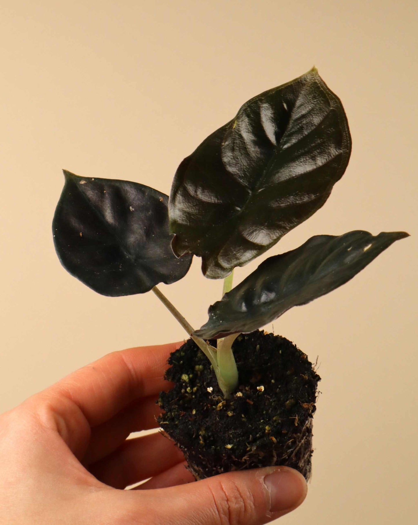 Alocasia infernalis