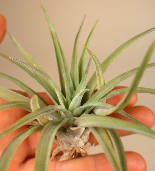 Tillandsia abdita