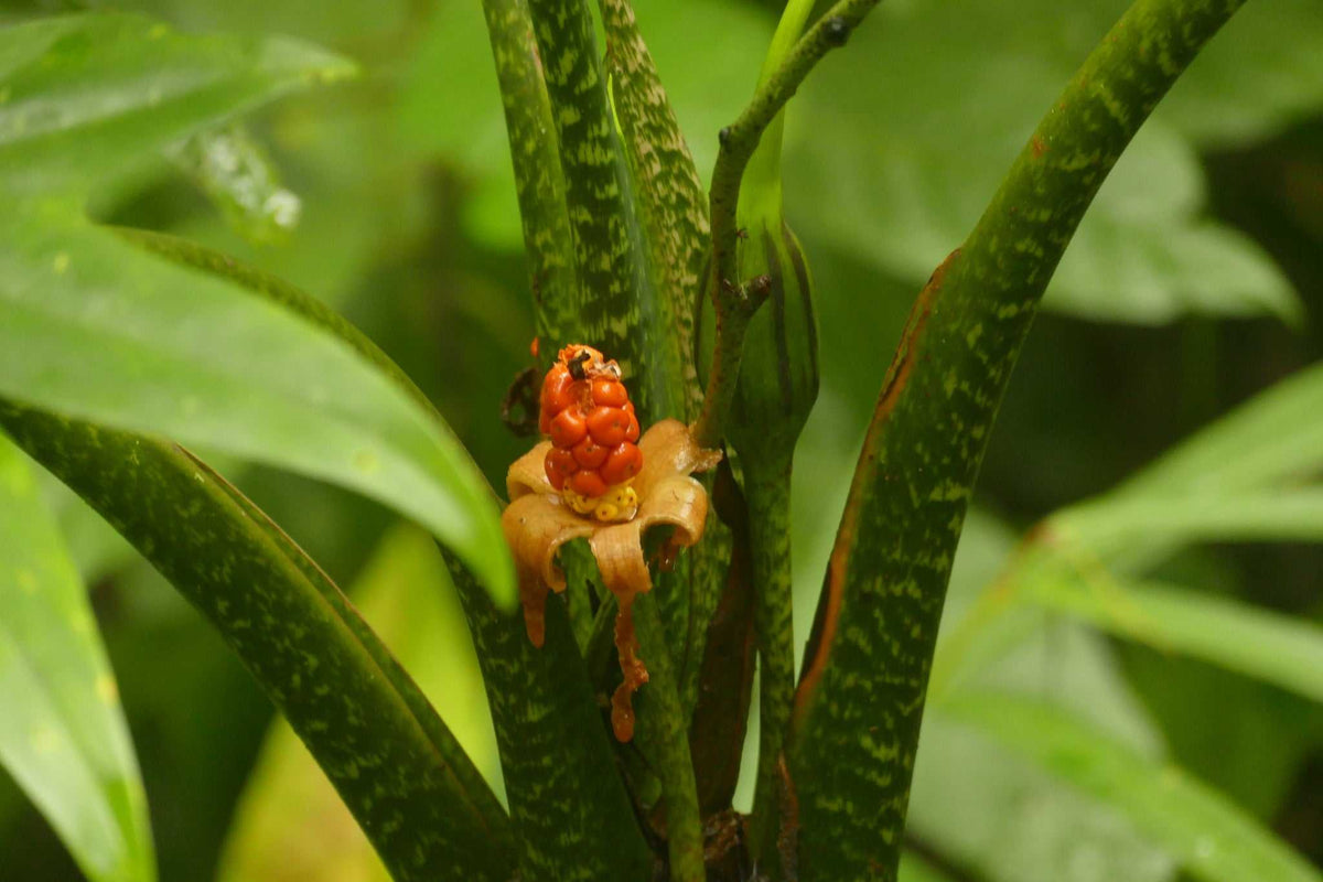 Alocasia branchifolia