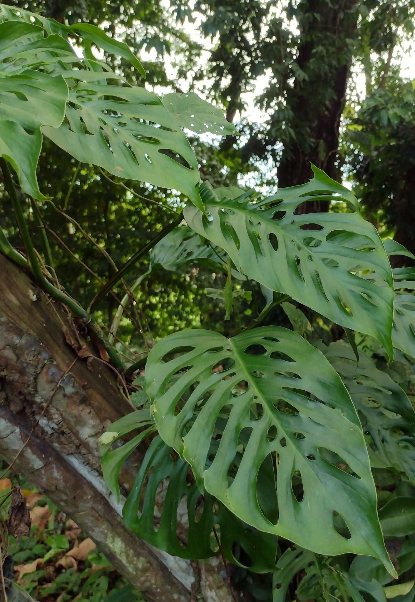 is monstera adansonii rare Monstera Adansonii 'Monkey Mask'| Buy Rare Plants Online – Ormbunker