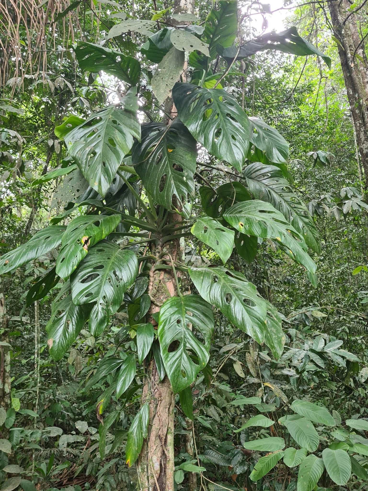 Monstera adansonii 'Monkey Mask'