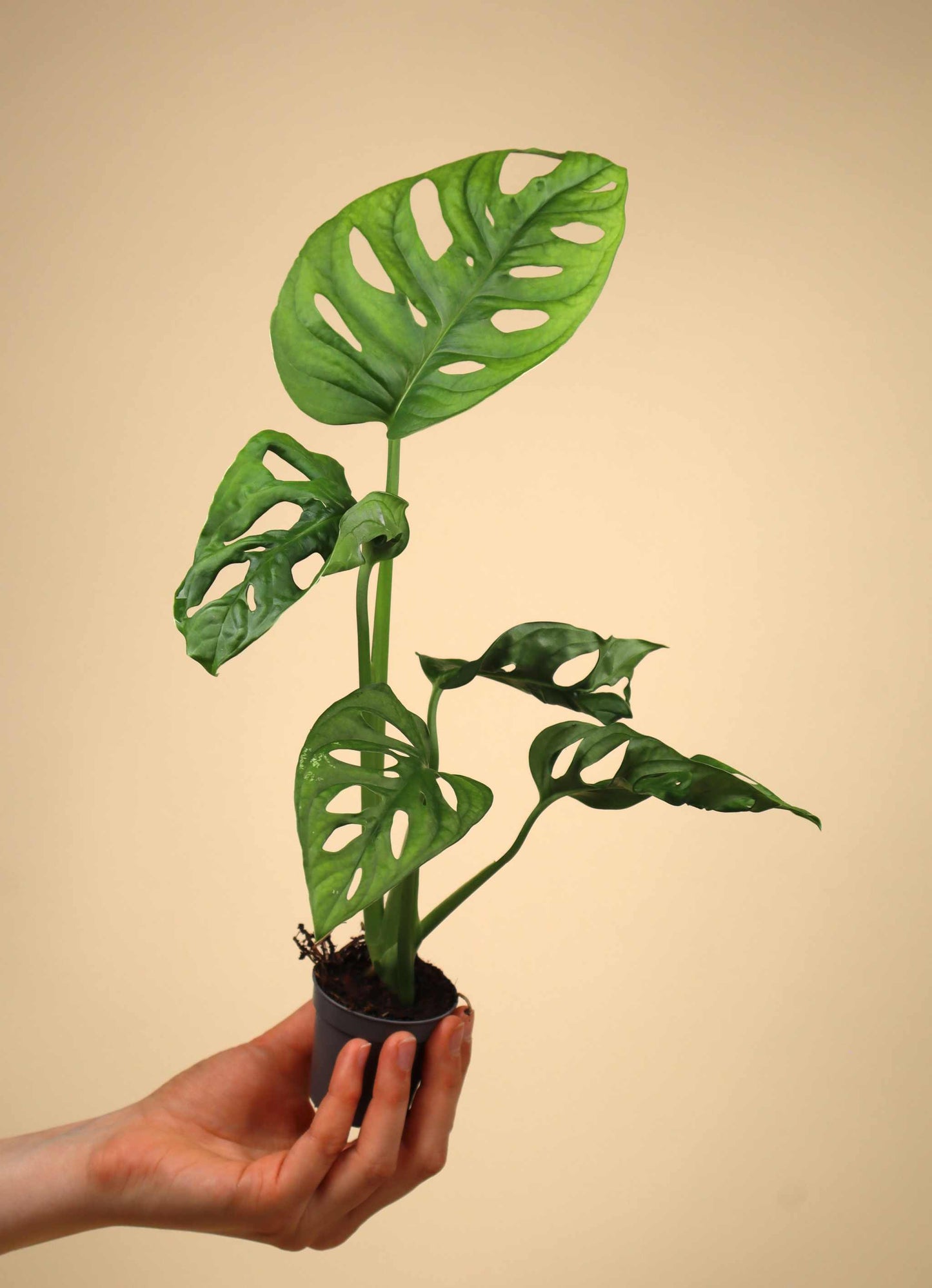 Monstera adansonii 'Monkey mask'