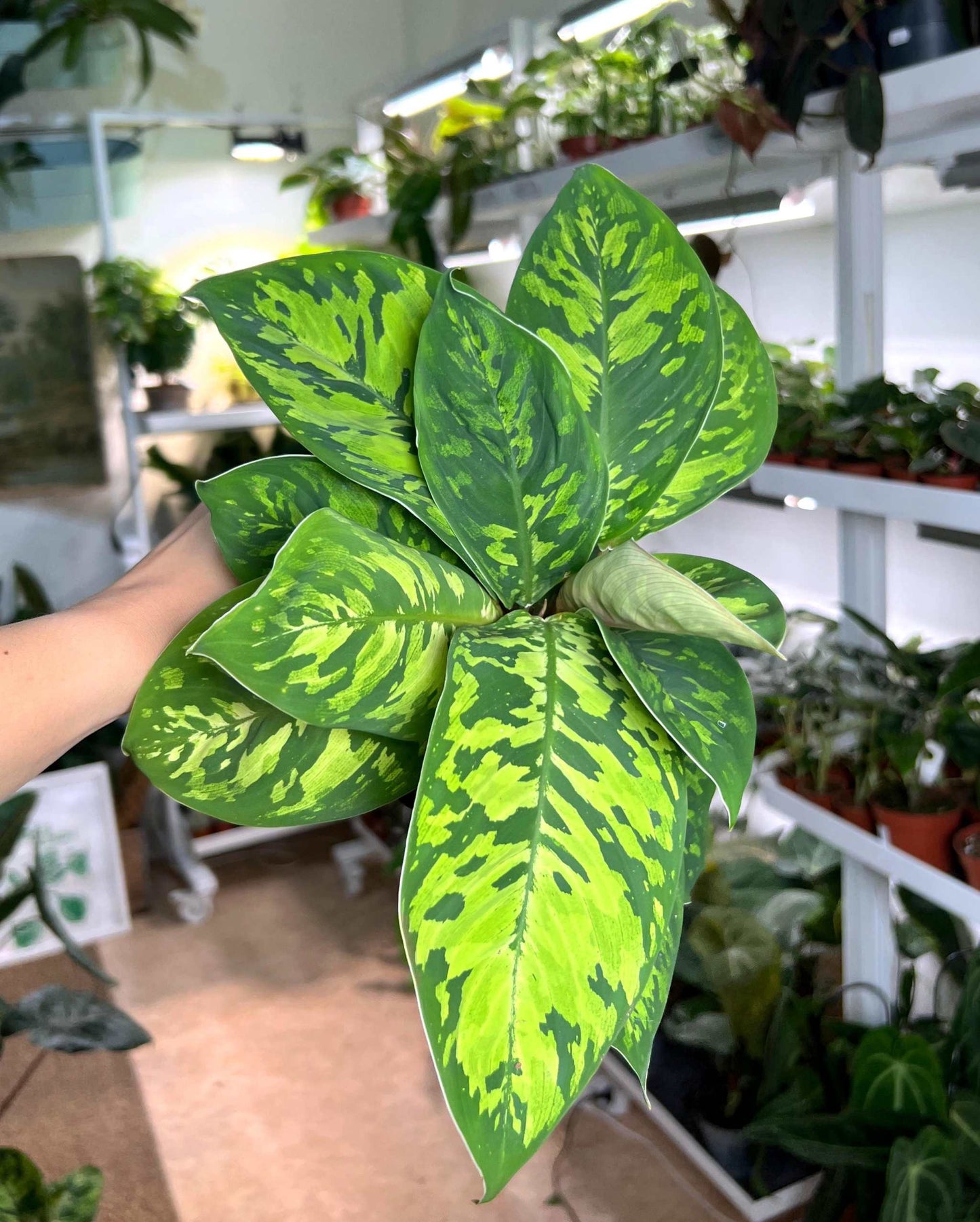 'Homalonema camouflage')