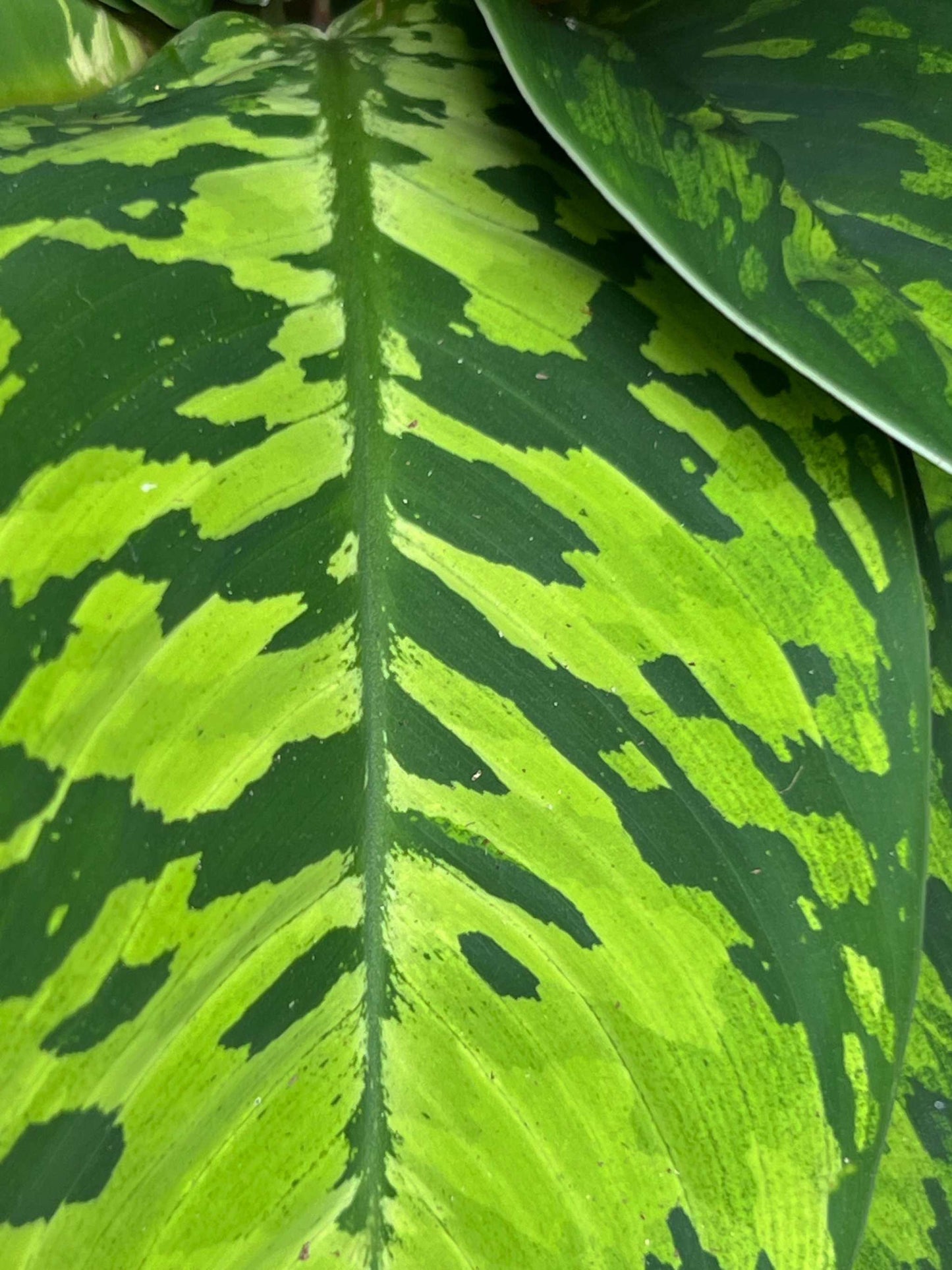 'Homalonema camouflage')