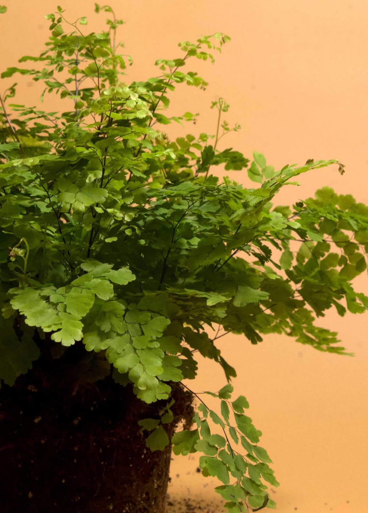 Adiantum raddianum 'snittradianum'