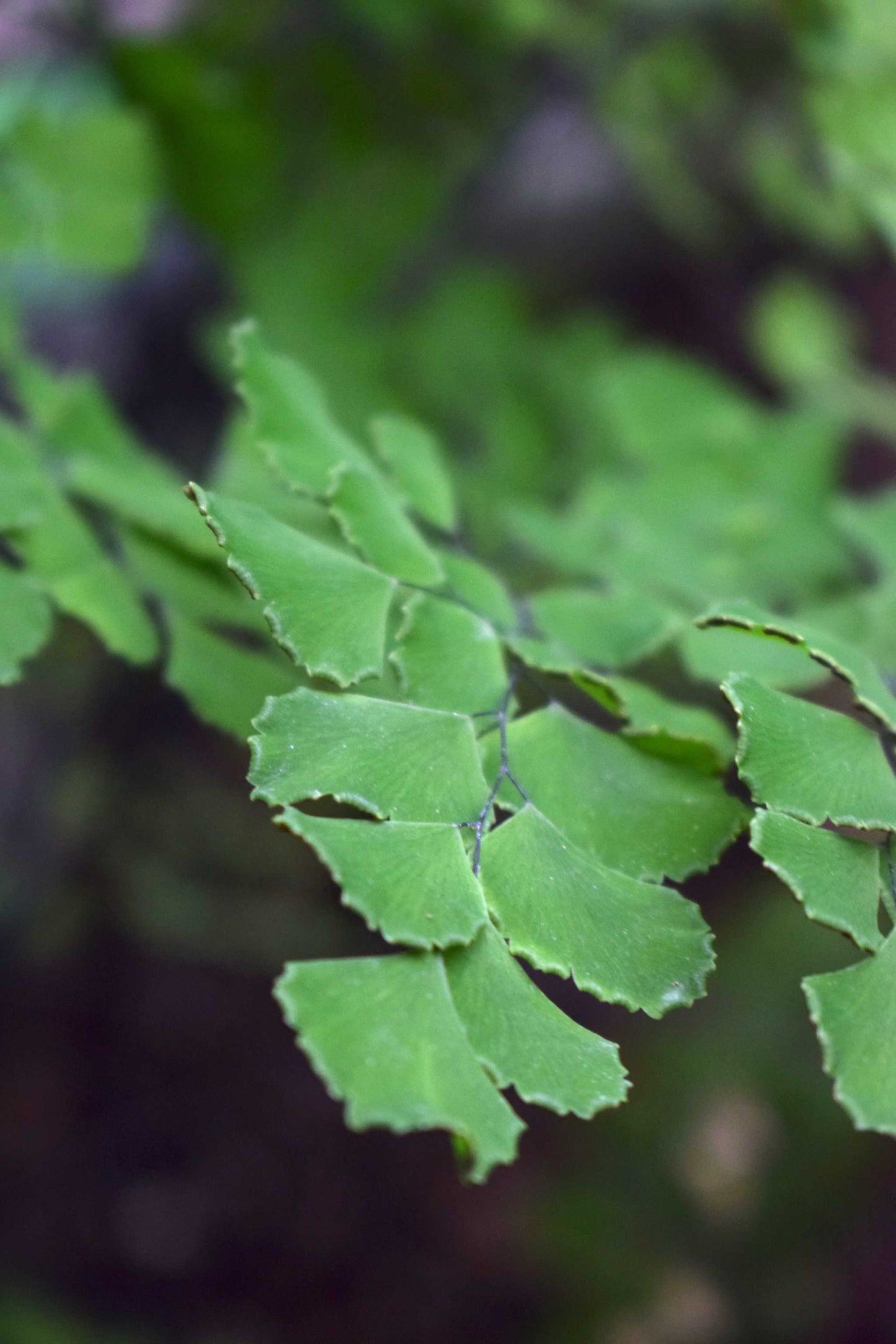 Adiantum raddianum