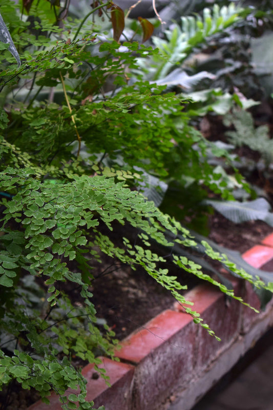 Adiantum raddianum