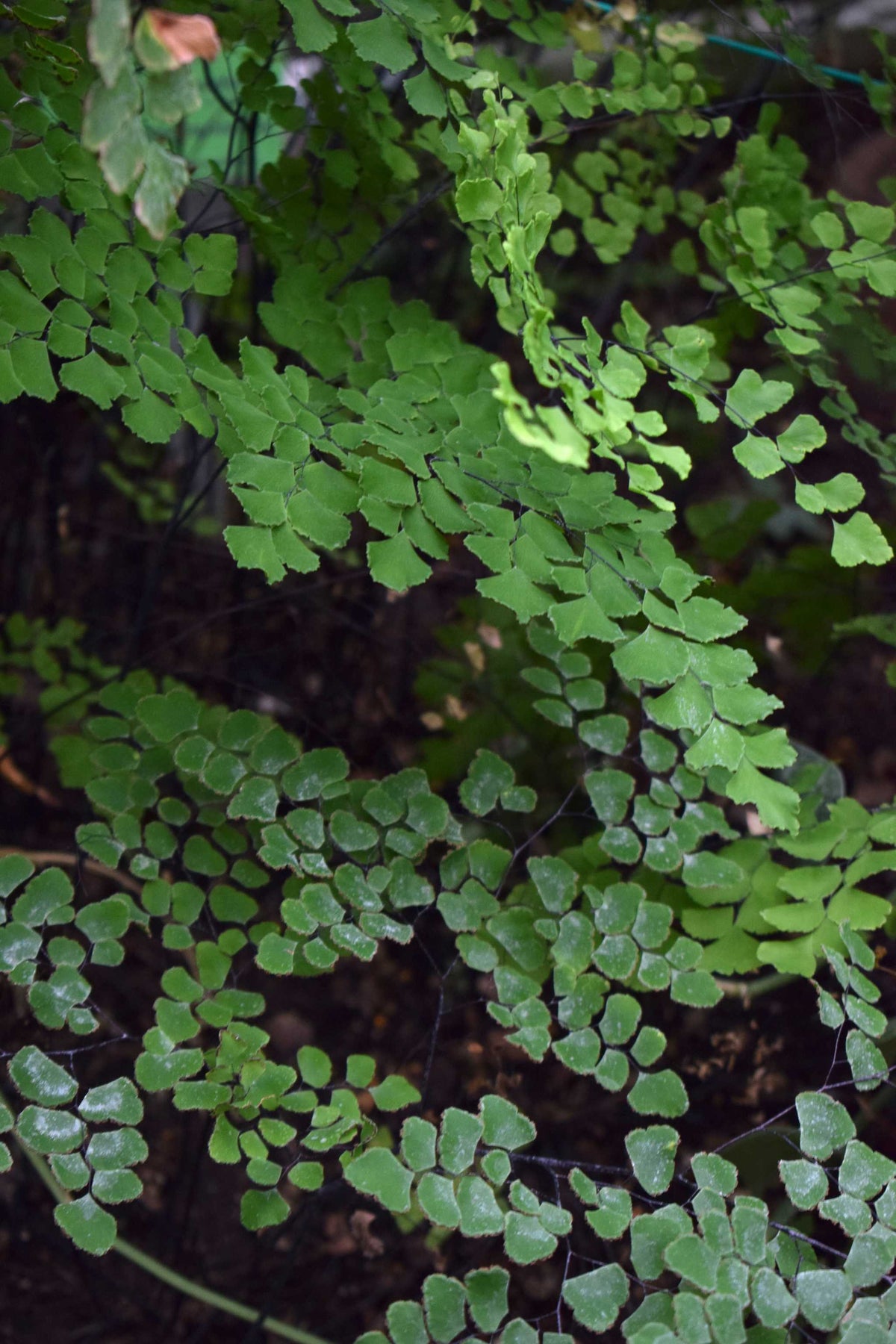 Adiantum raddianum