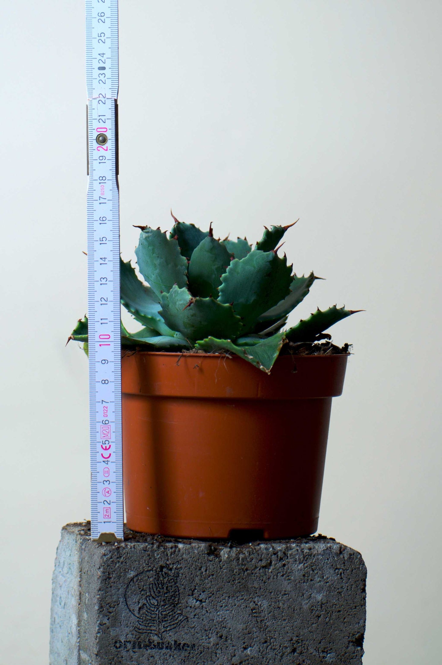 Agave potatorum (Tequila mezcal Agave)