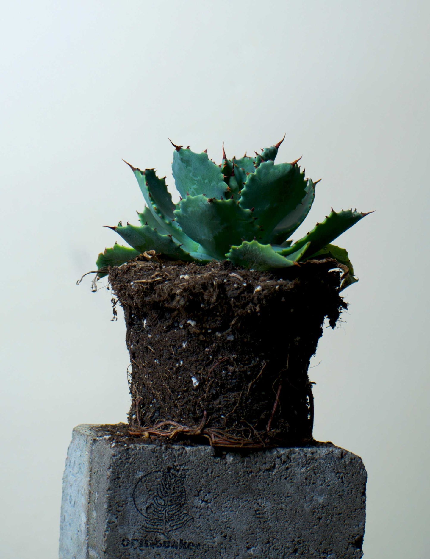 Agave potatorum (Tequila mezcal Agave)