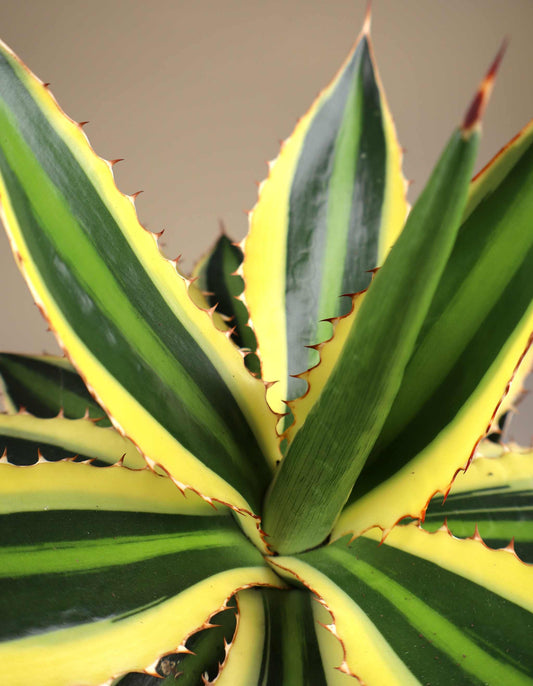 Agave lophantha 'quadricolor'