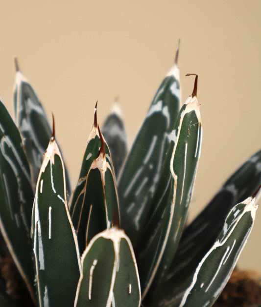 Agave victoriae-reginae