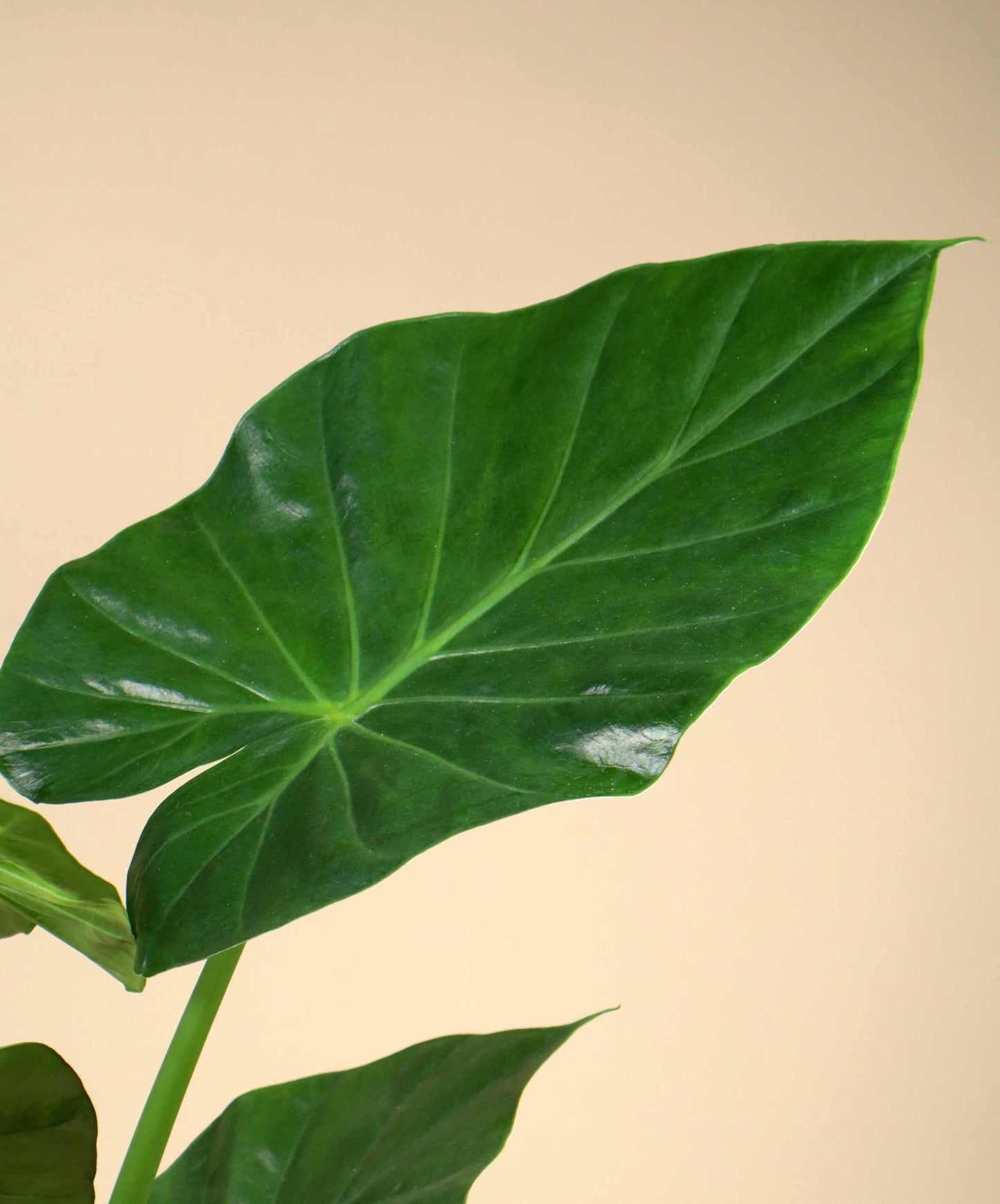 Alocasia macrorrhizos 'giant taro'