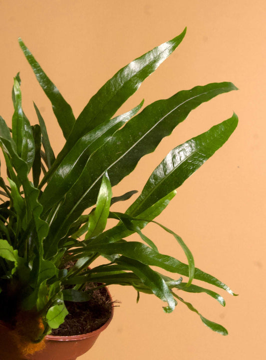 Drynaria coronans (tropisk stensöta)