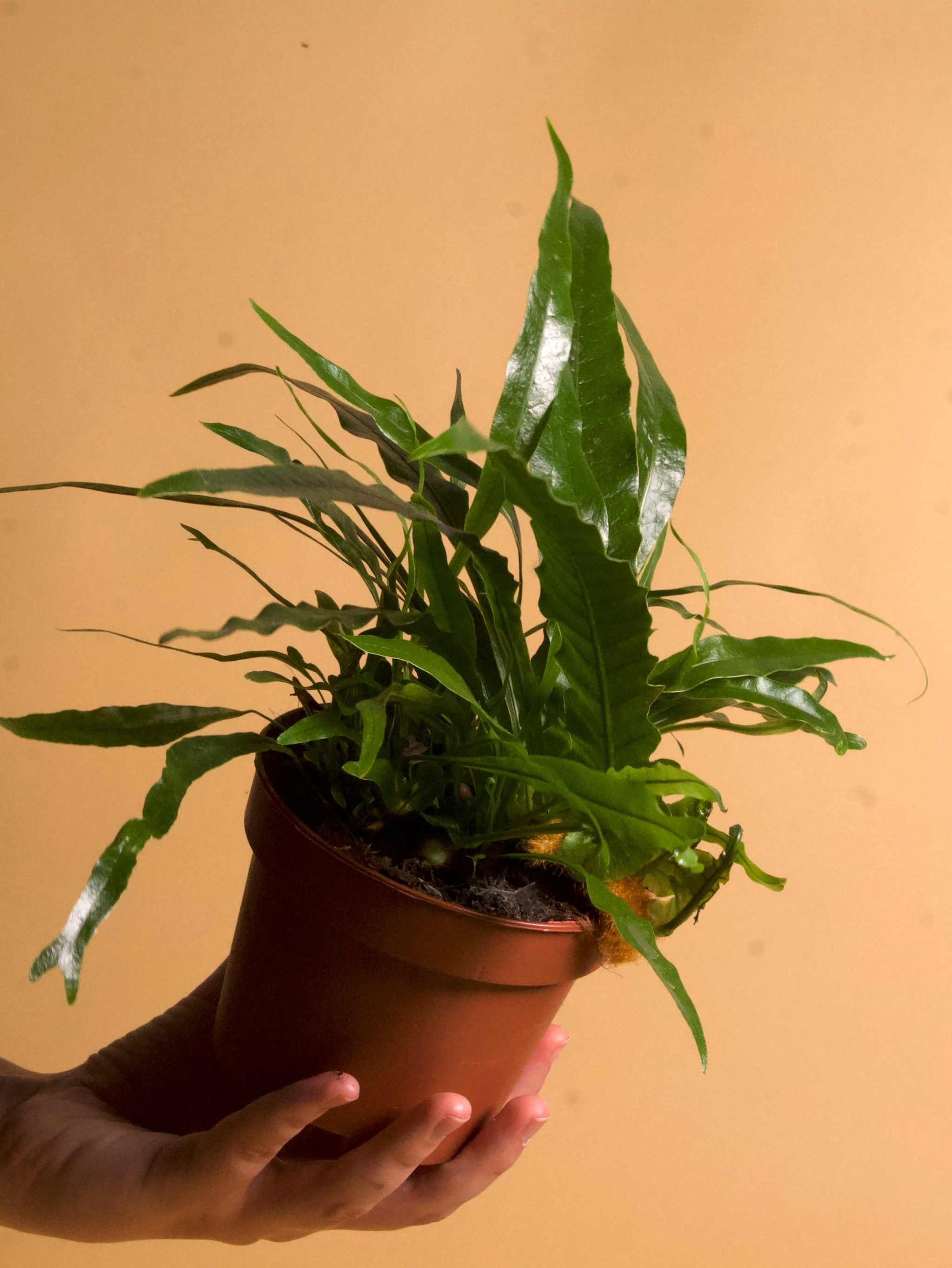 Drynaria coronans (tropisk stensöta)