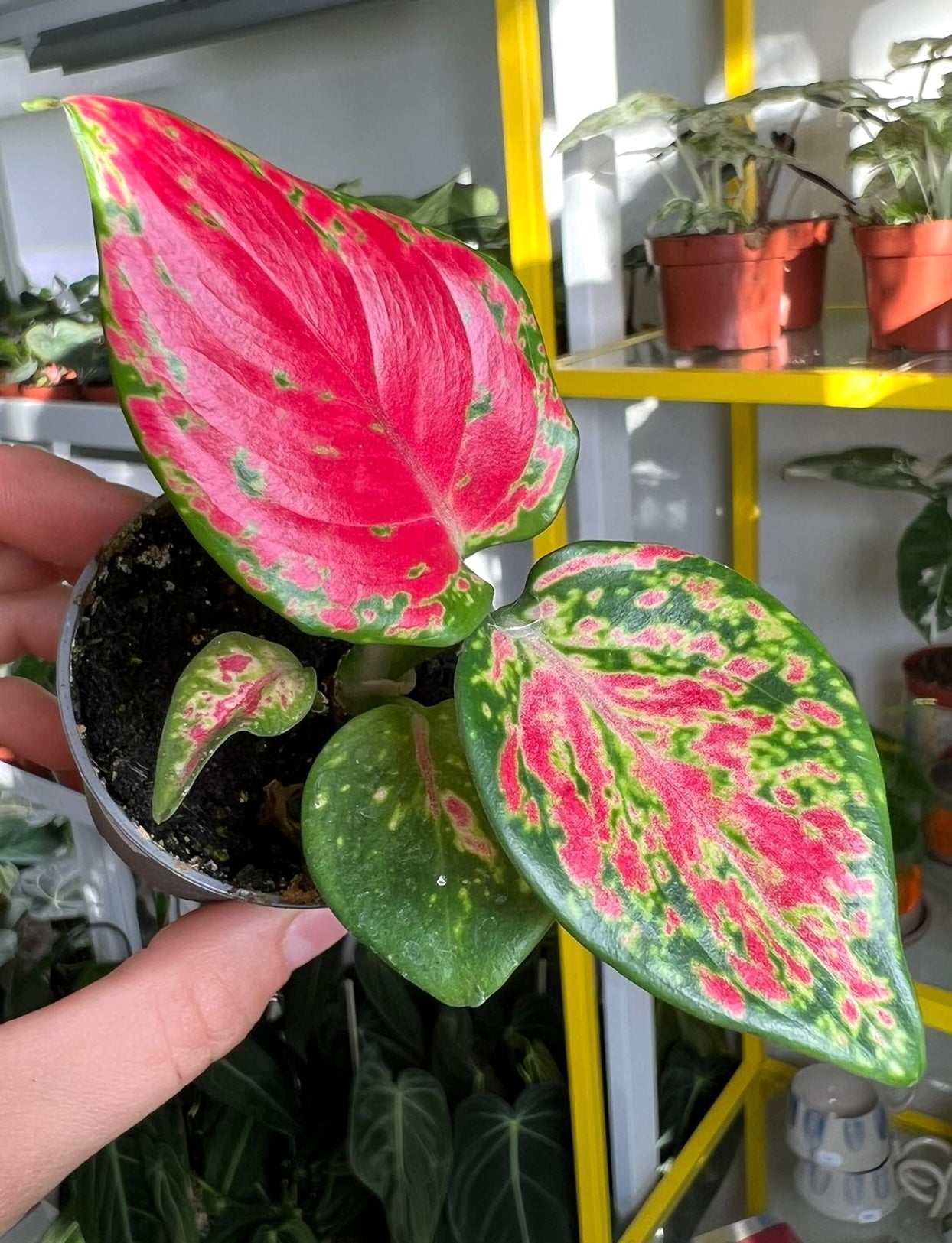 Aglaonema 'Pink Valentine'