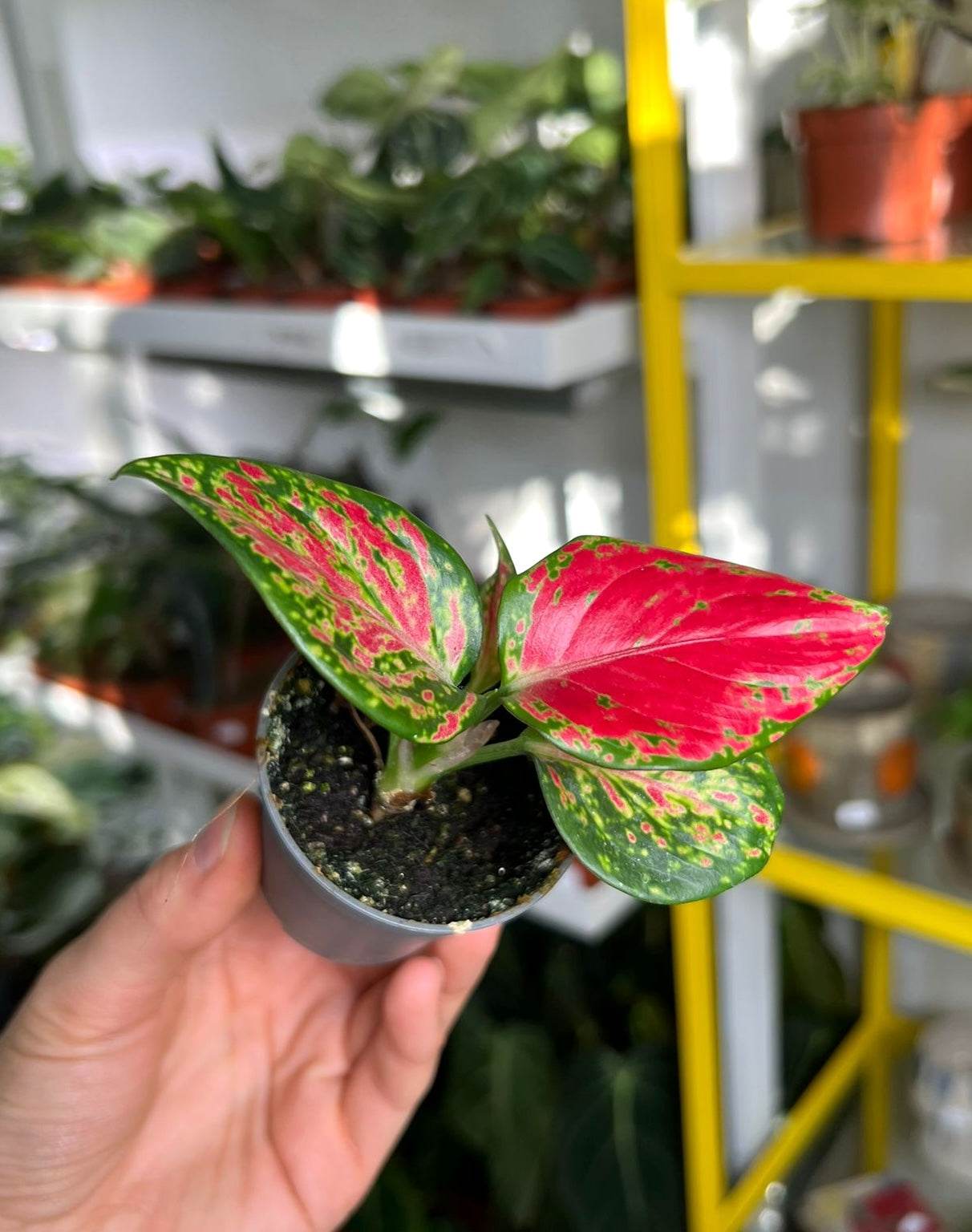 Aglaonema 'Pink Valentine'