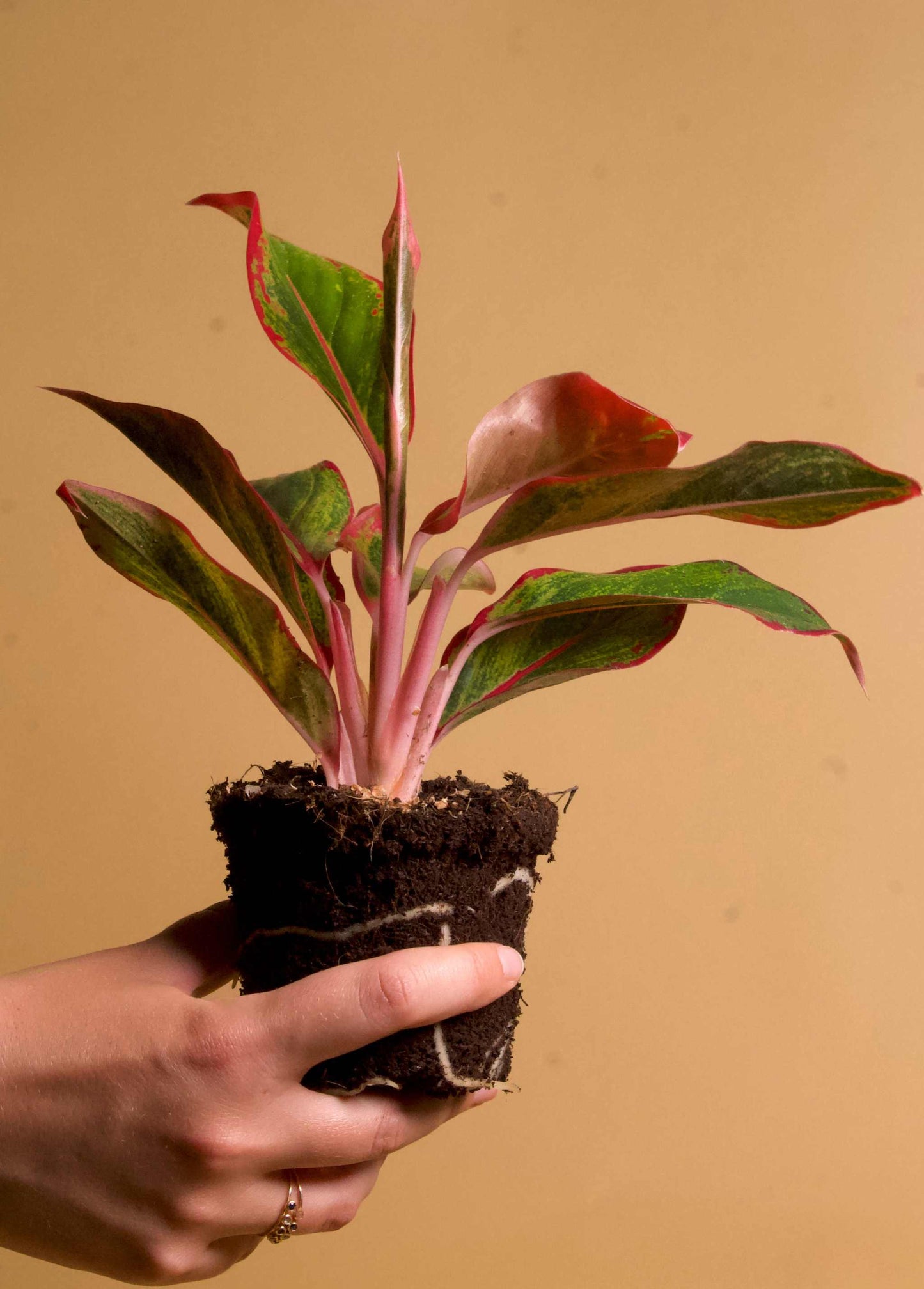 Aglaonema 'Red Fire'