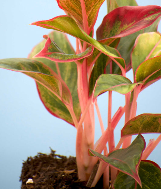 Aglaonema commutatum 'King of Siam'