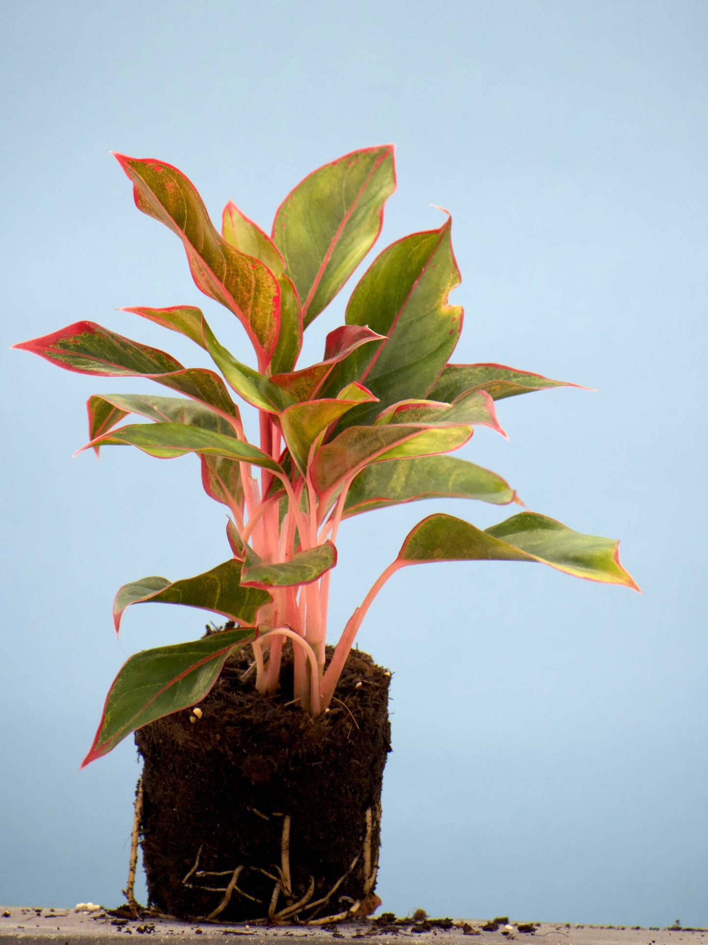 Aglaonema commutatum 'King of Siam'