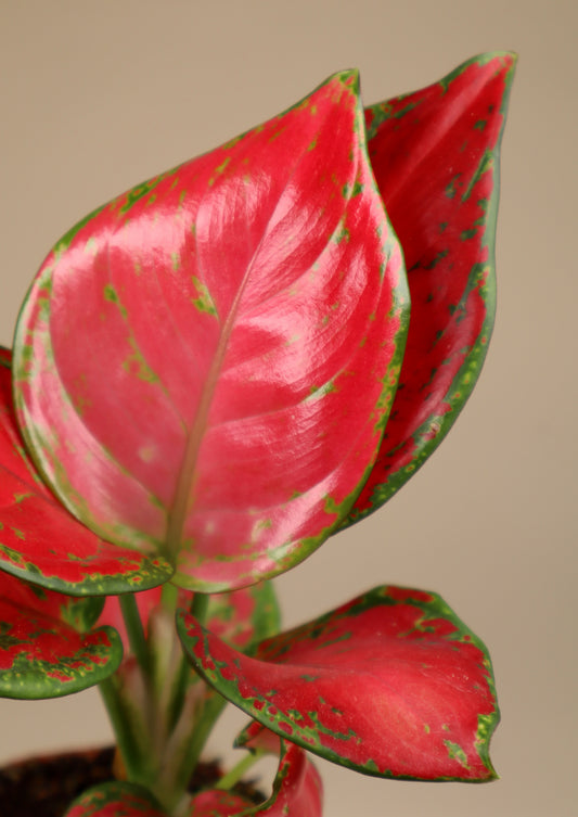 Aglaonema commutatum 'Lucky Red'
