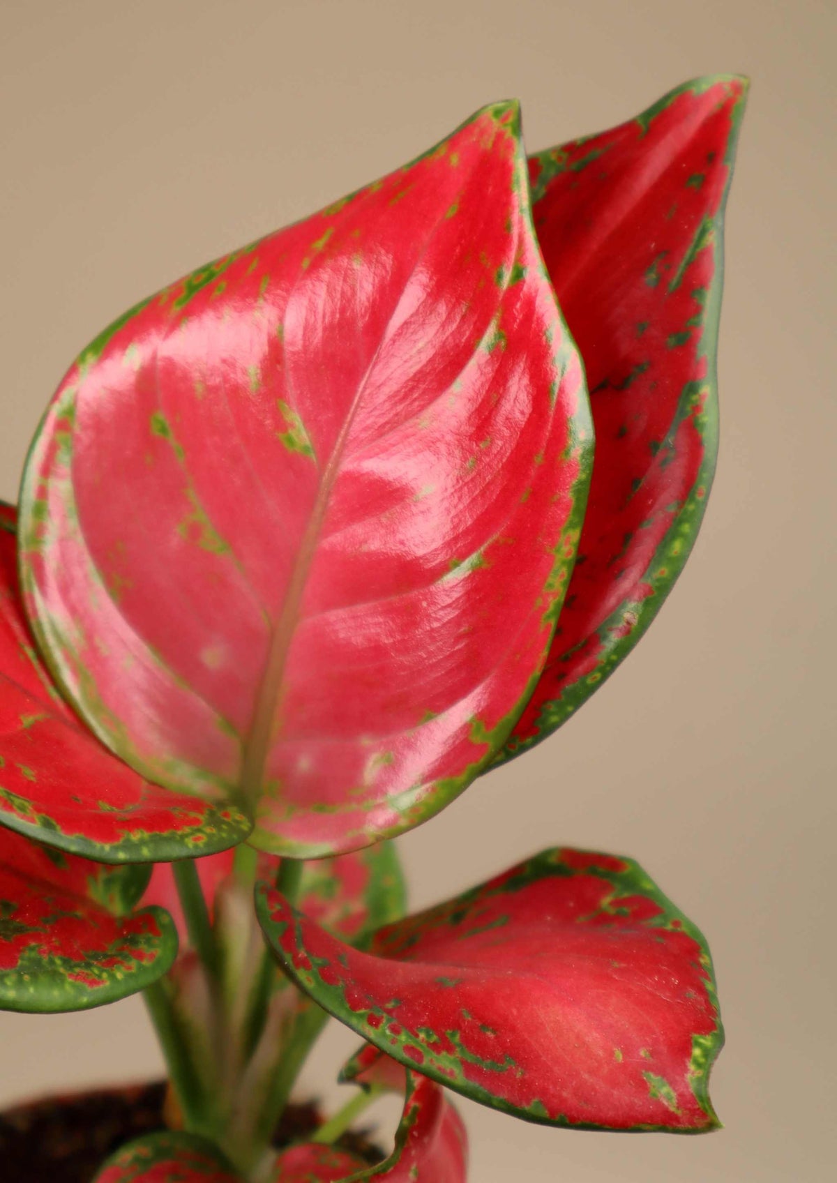 Aglaonema commutatum 'Lucky Red'