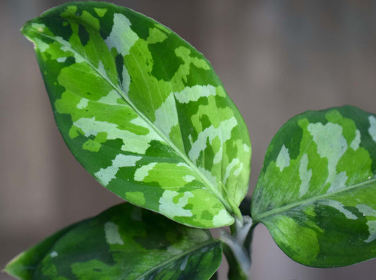 Aglaonema pictum tricolor blad