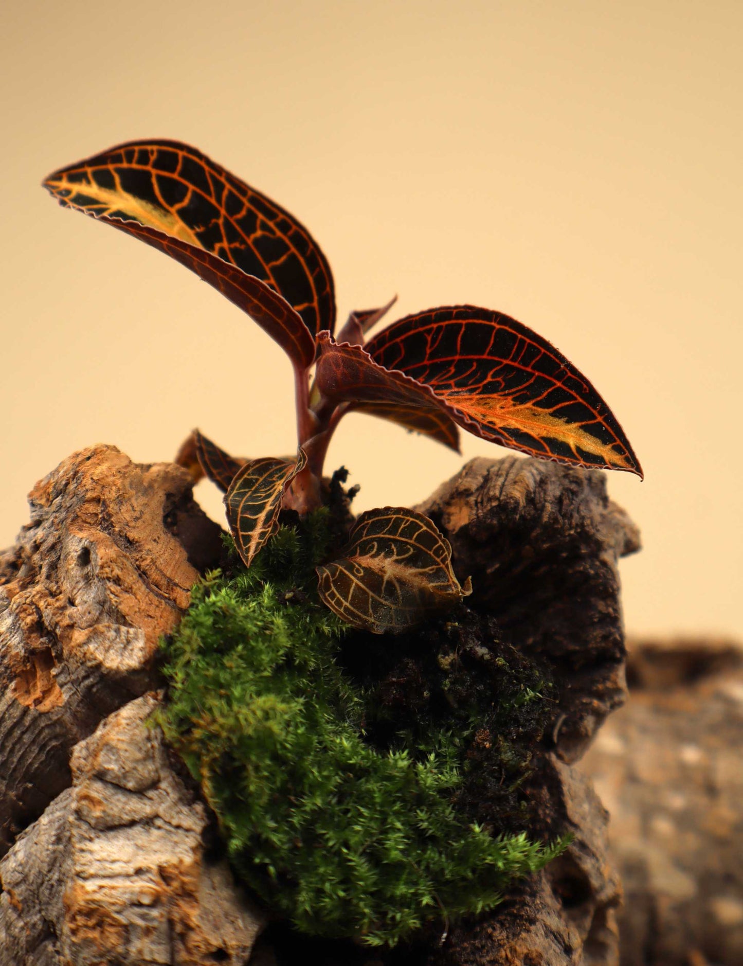 Anoectochilus albolineatus | Jewel orchid