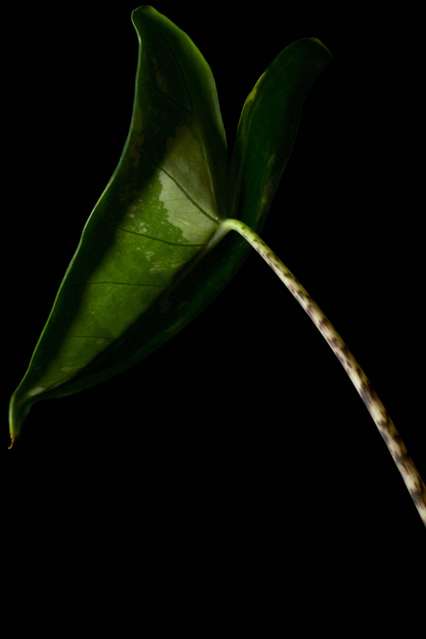 Alocasia zebrina albo variegata