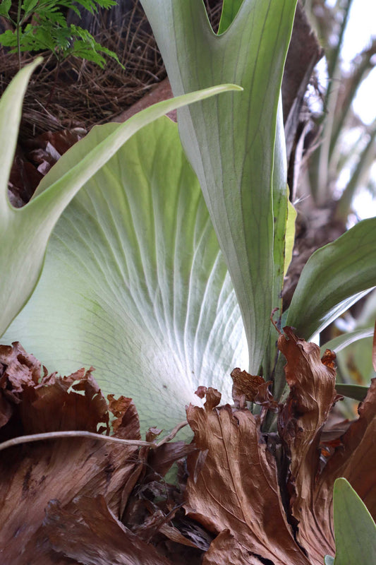 Platycerium bifurcatum | Älghornsbräken