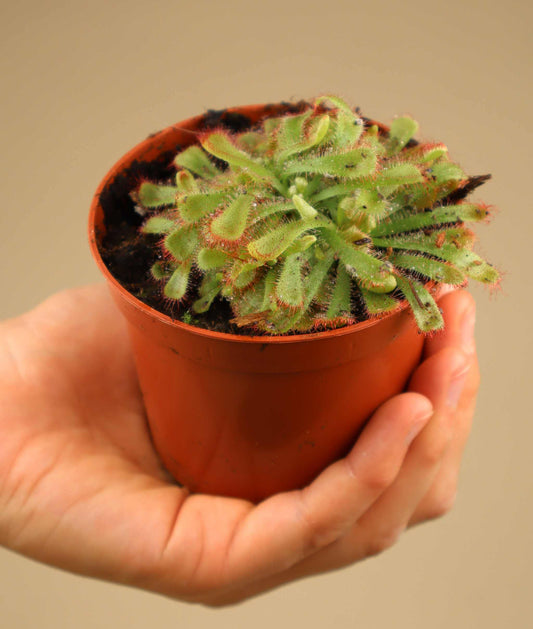 Drosera aliciae