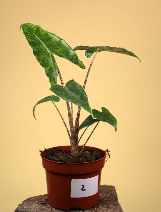 Alocasia zebrina reticulata form