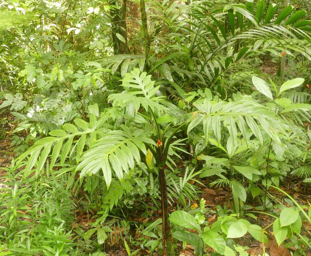 Alocasia branchifolia