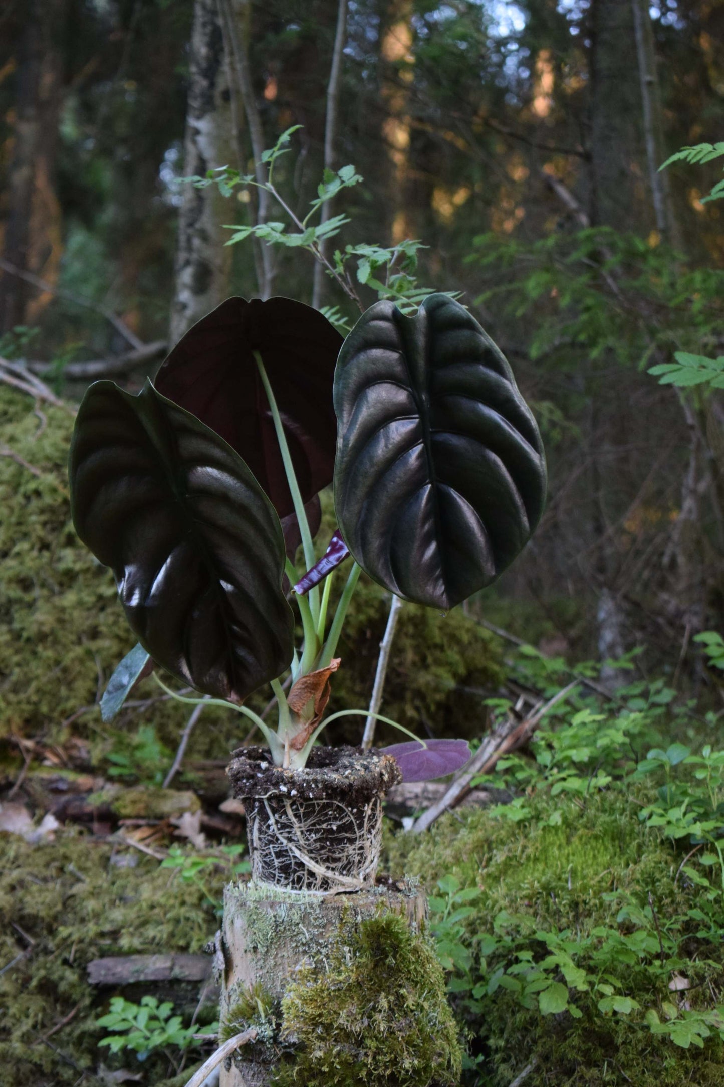 alocasia cuprea i skogen