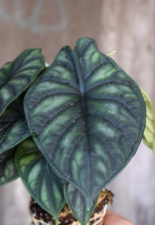 alocasia dragon scale blad