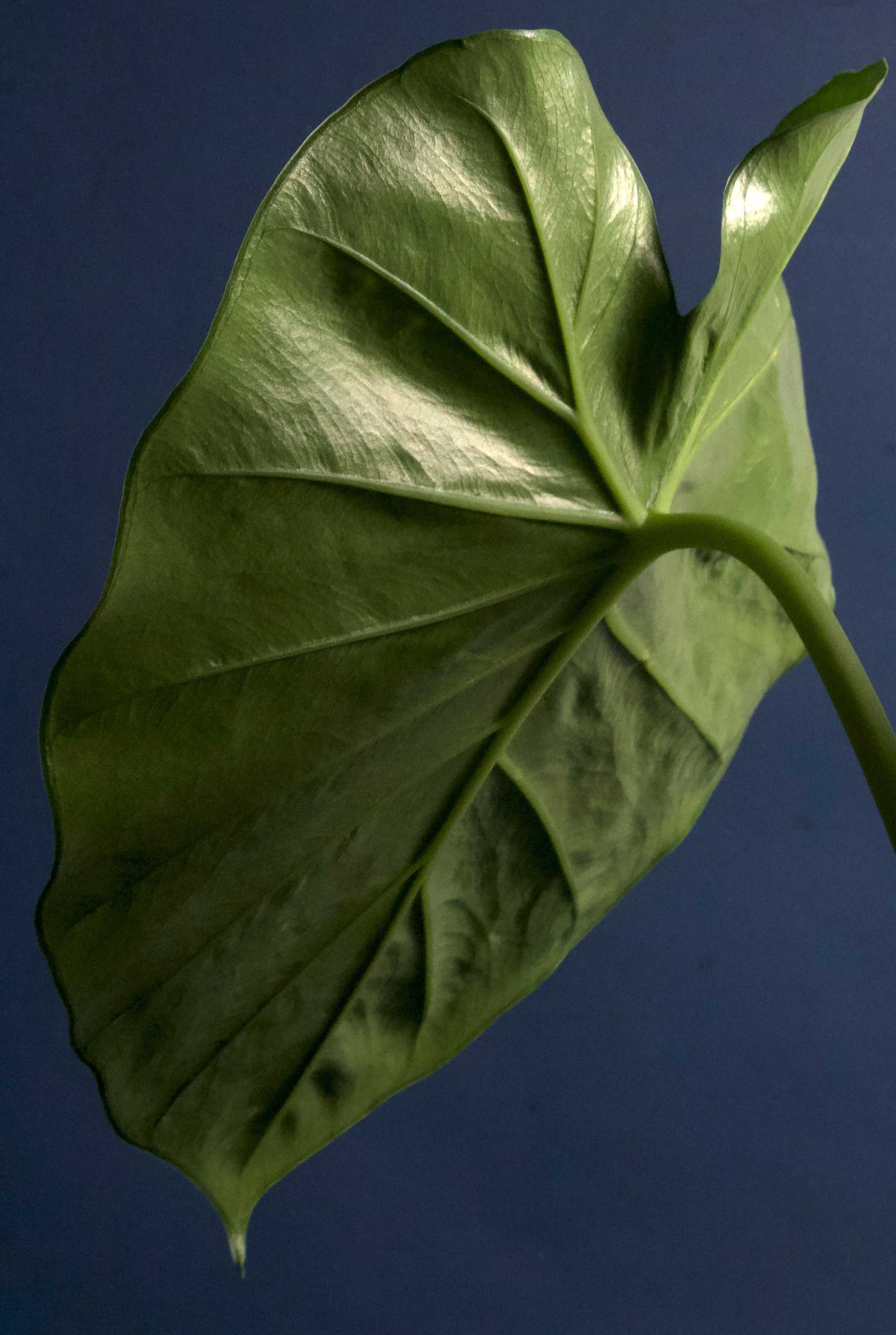 Alocasia Macrorrhizos 'Riesen-Taro'