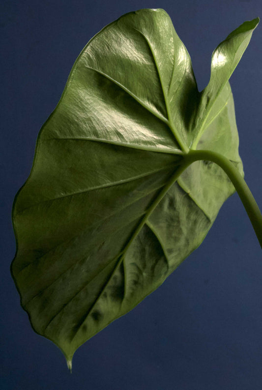 Alocasia macrorrhizos 'giant taro'