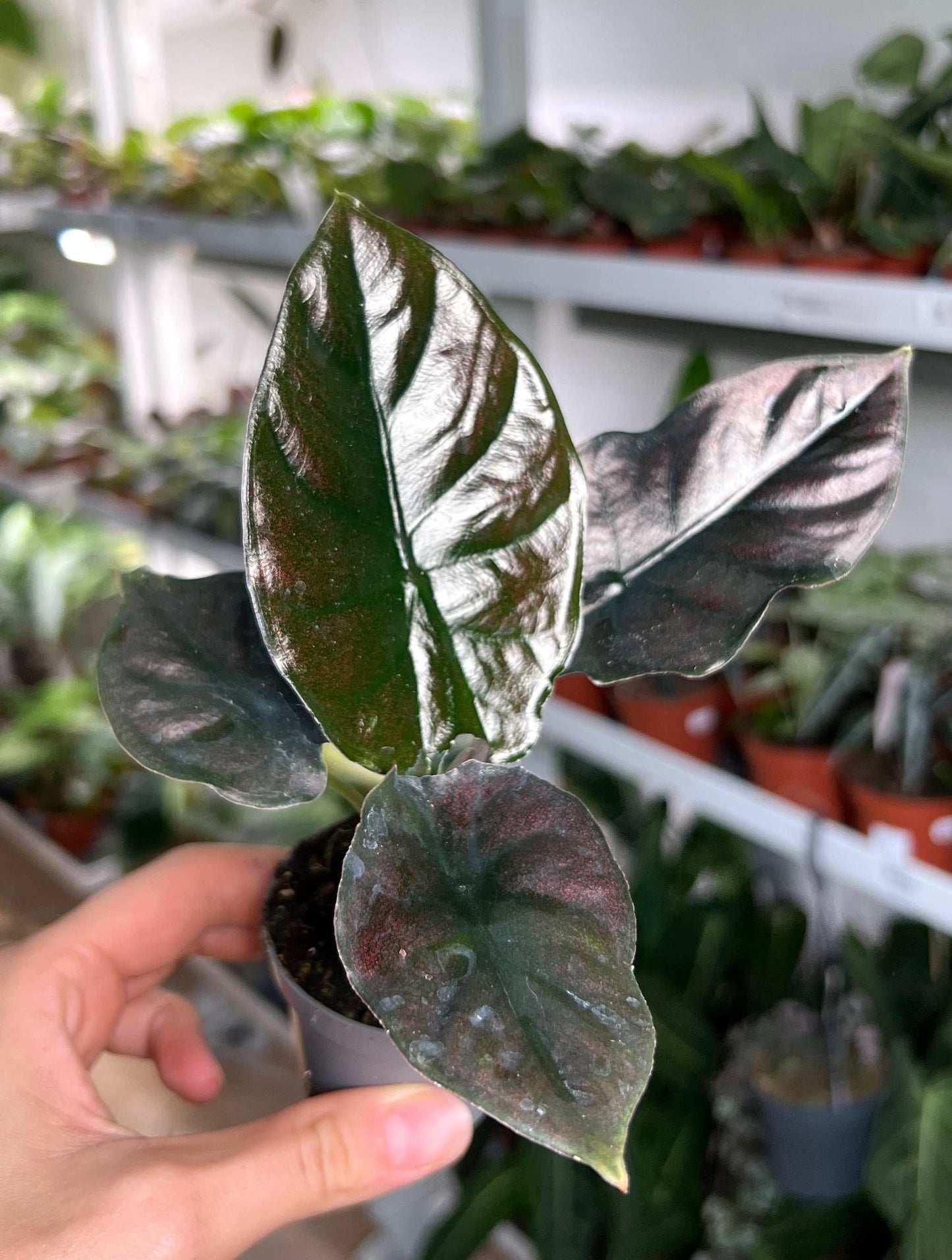 Alocasia infernalis
